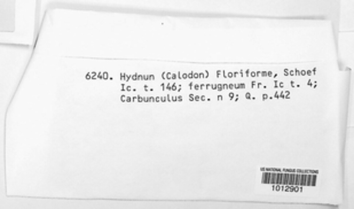 Hydnellum floriforme image